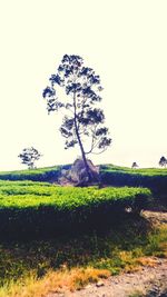 Tree on field against clear sky
