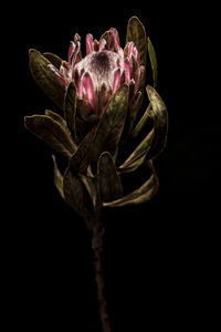 Close-up of plant against black background