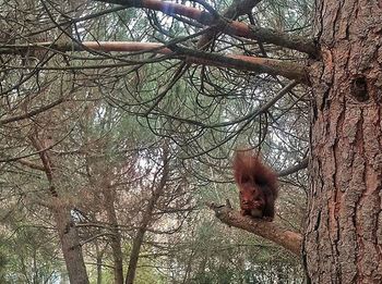 Cat sitting on tree trunk