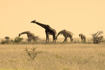 View of horse on field against sky