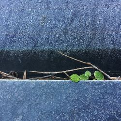 Close-up of plant on water