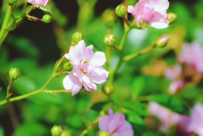 Close-up of pink flowers