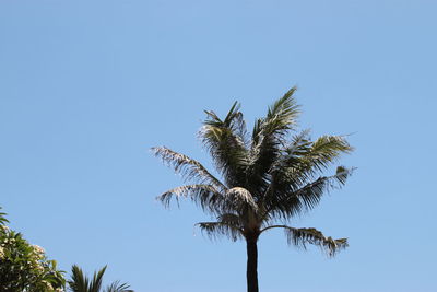 Low angle view of palm tree against clear blue sky