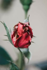 Close-up of red rose