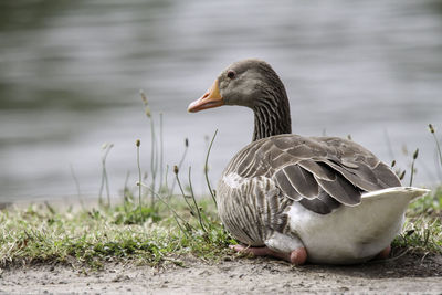 Close-up of duck at lakeshore