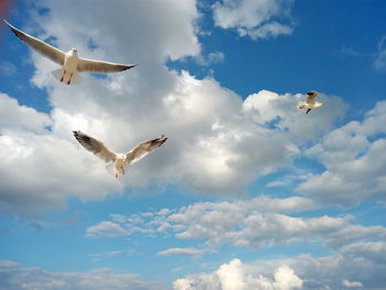 Low angle view of seagulls flying in sky