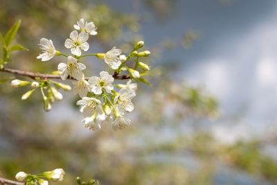 Close-up of white cherry blossom tree