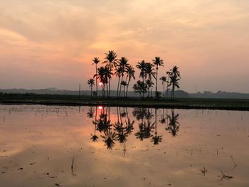 Palm trees against sky during sunset