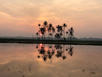 Palm trees against sky during sunset