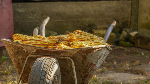 Corns in wheelbarrow on field