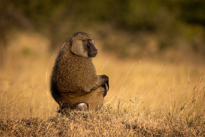 Olive baboon sits in grass looking round