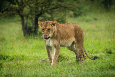 Lioness walks across short grass licking lips