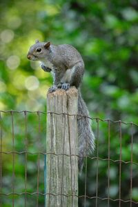 Close-up of squirrel on wooden post