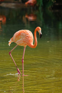 Side view of a bird in water