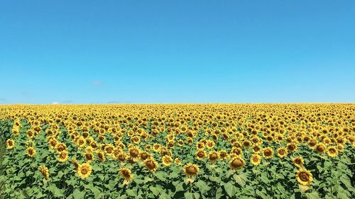 Scenic view of sunflower field against clear blue sky