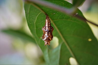 Mature pupa of common sergeant butterfly hanging the leaf