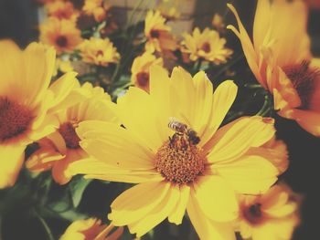 Close-up of bee on yellow flowers