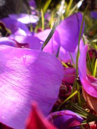 Close-up of purple flower