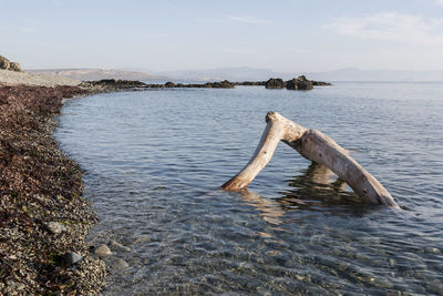 View of duck in sea against sky