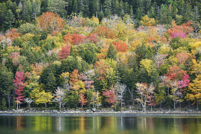 Trees by lake in forest during autumn