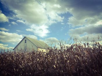 View of wheat field against cloudy sky