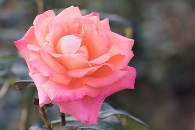 Close-up of pink rose blooming outdoors