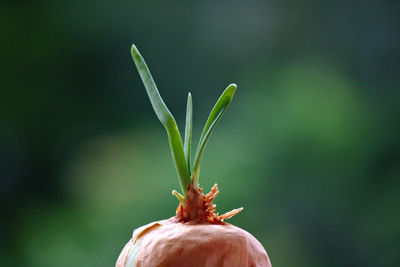Close-up of flower plant