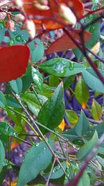 Close-up of leaves