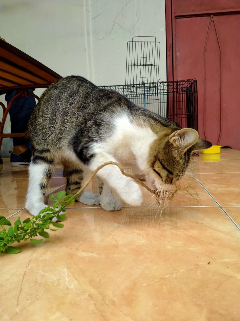 CAT RELAXING ON HARDWOOD FLOOR