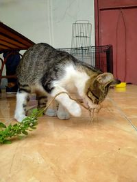 Cat relaxing on floor at home