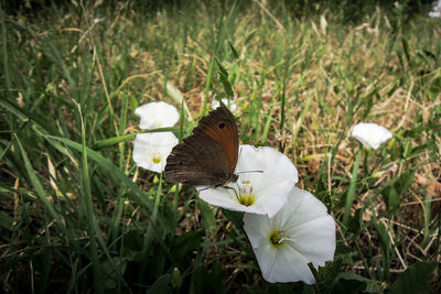 High angle view of white flowers blooming outdoors