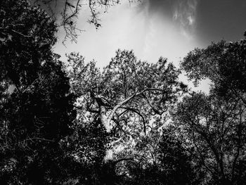 Low angle view of trees against sky