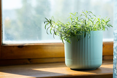 Homegrown rosemary potted herbs grows on window sill.