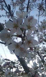 Low angle view of cherry blossom tree