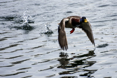 Two birds in water