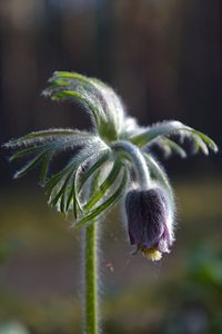 Close-up of flower on plant