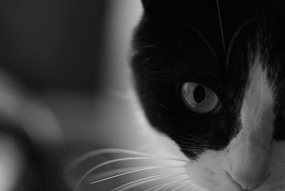 Close-up portrait of a cat