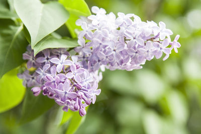 Close-up of pink flowers
