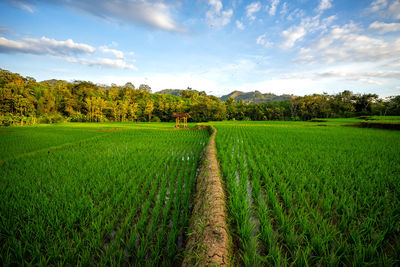 Scenic view of agricultural field against sky