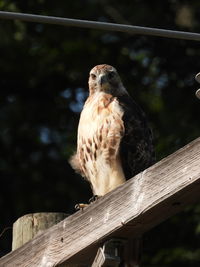 Close-up of eagle perching on railing