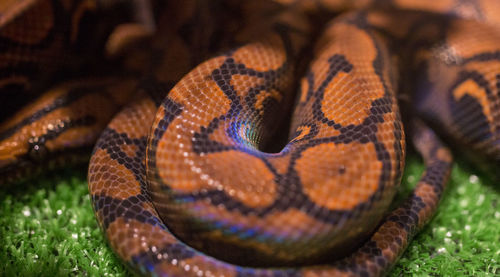 Close-up of snake on grass