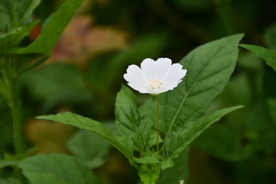 Close-up of white flowering plant