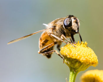 Close up of a bee on a yellow flower