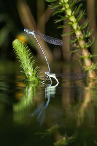 Dragonflies mating on the krka river