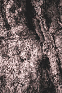 Full frame shot of tree trunk