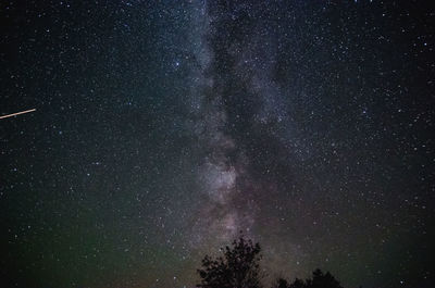 Low angle view of trees against star field at night