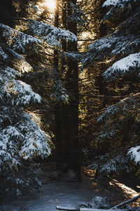 Snow covered pine trees in forest