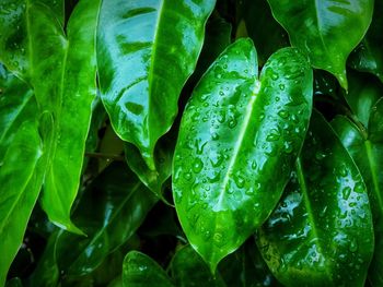 Full frame shot of wet leaves