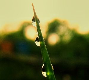 Close-up of insect on plant