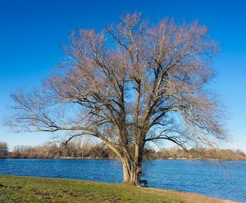 Bare tree by lake against clear blue sky